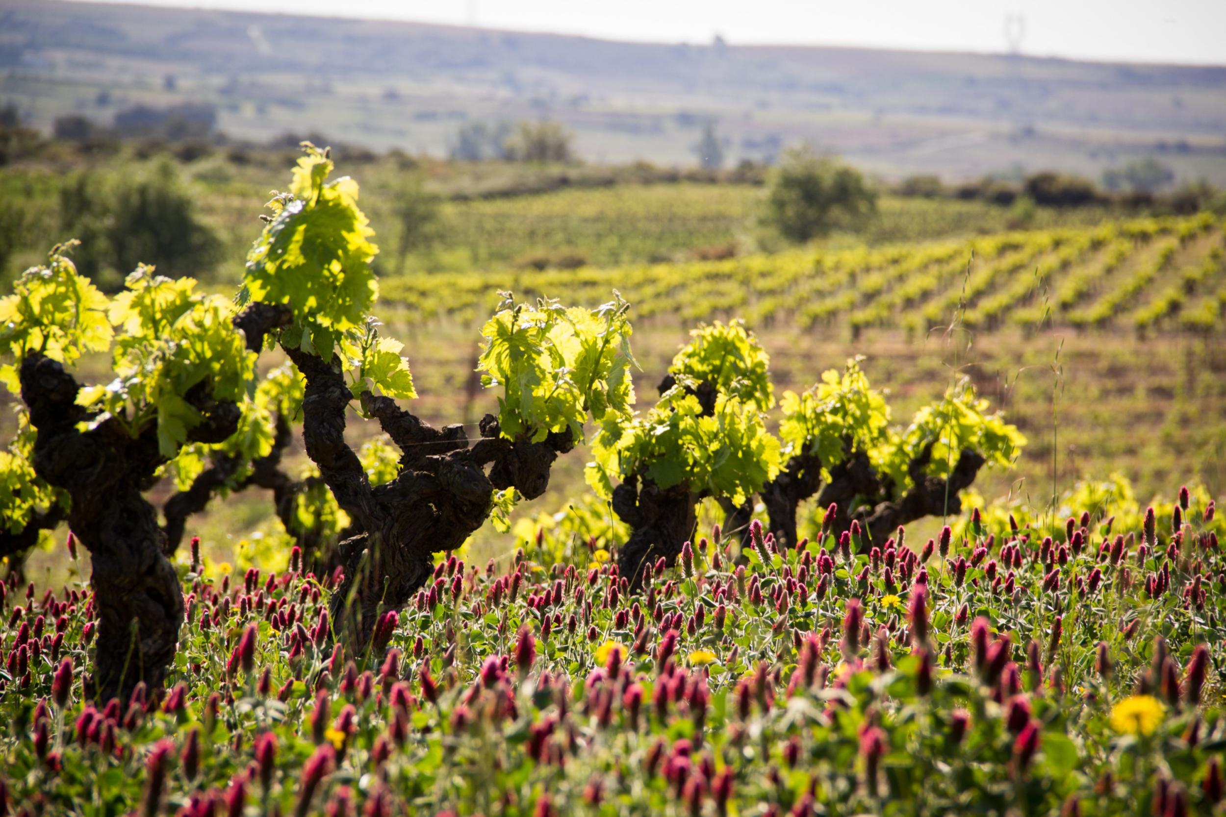 Bioweine f&uuml;r Tisch, Tafel und Terrasse ; Foto von Luisa Brimble auf Unsplash