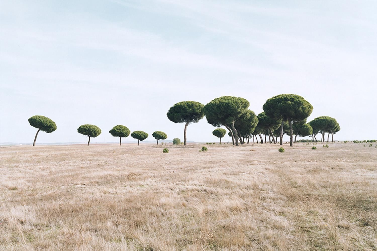 Basa Rueda - Telmo Rodriguez