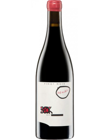 Pinot Noir Bambule - 2026-02-24-07-53-22-6216