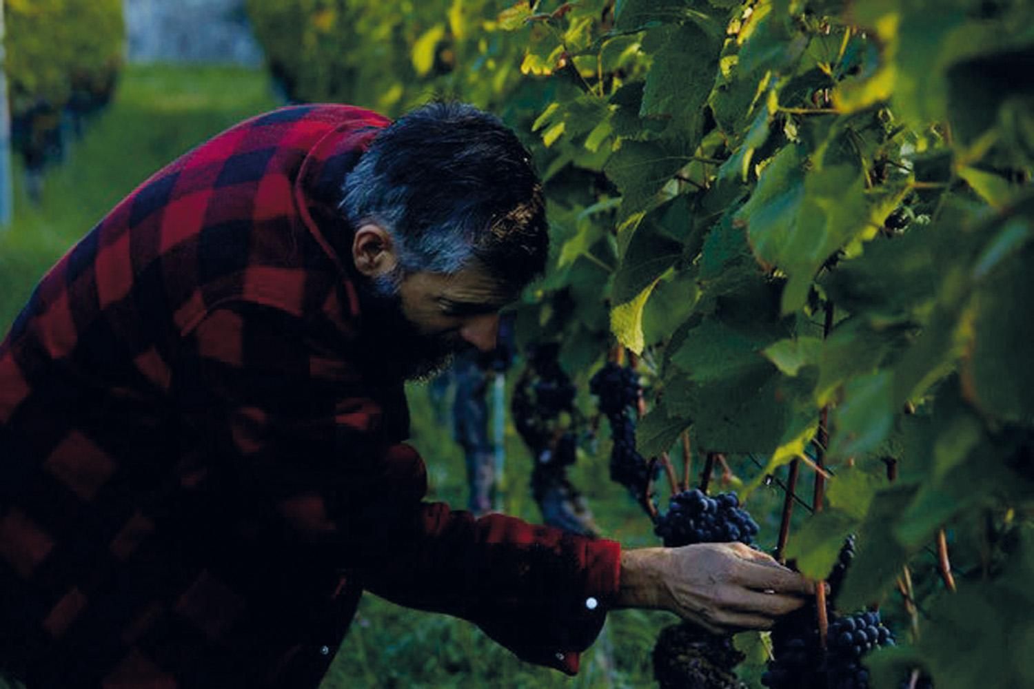 Weingut Sprecher von Bernegg