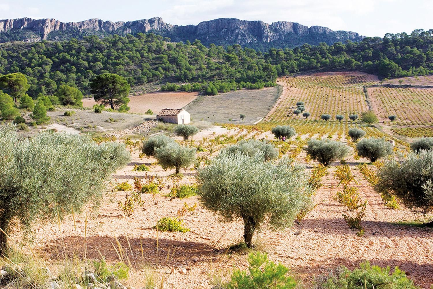 Altamente Vinos